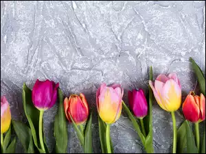 Dziewięć kolorowych tulipanów