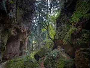 Omszałe leśne skały