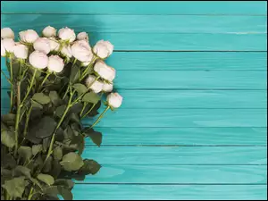 Bukiet białych róż na niebieskich deskach