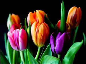 Kilka kolorowych wiosennych tulipanów