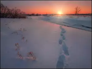 Promienie słońca nad zimowymi polami i drzewami