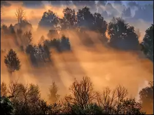 Przebijające światło w mglistym lesie