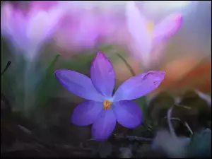 Samotny fioletowy wiosenny krokus