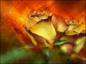 Dwie barwne graficzne róże
