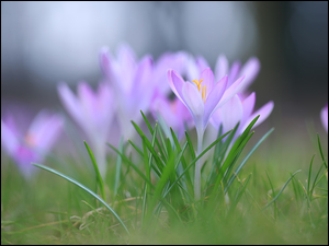 Rozświetlone fioletowe krokusy w trawie