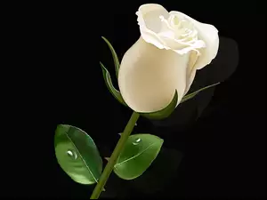Biała róża z kropelkami na listkach