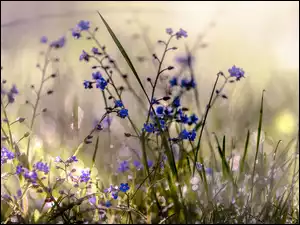 Niebieskie kwiaty z trawą