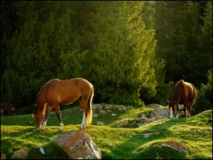 Konie pasące się na leśnej polanie