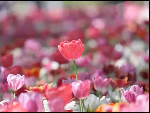 Rozświetlone słońcem kolorowe tulipany