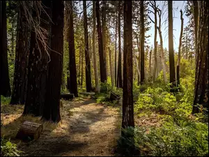 Ścieżka między drzewami w wiosennym lesie