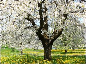 Kwitnące drzewa owocowe w sadzie wiosną