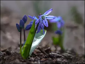 Niebieski kwiatek