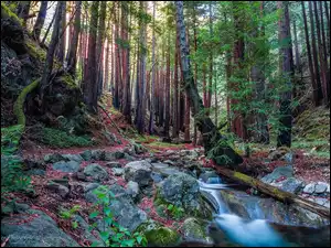 Strumyk na kamieniach w Parku Narodowym Redwood w Stanach Zjednoczonych