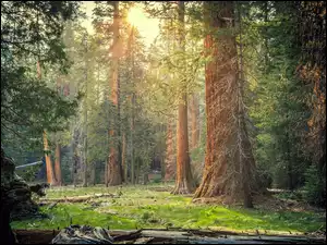 Sequoia National Park w Kalifornii