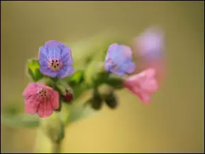 Kolorowe kwiatki makro