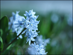 Bladoniebieskie kwiatki