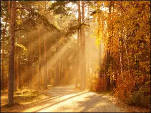 Promienie słońca w lesie jesienią