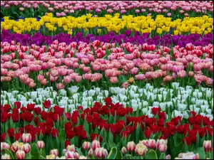 Wiosenne pole kolorowych tulipanów