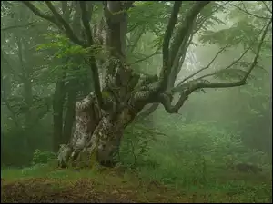 Zamglone drzewa i rośliny w wiosennym lesie