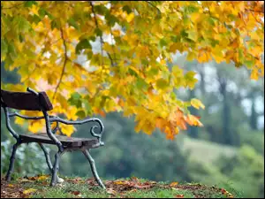 Ławka pod jesiennym drzewem