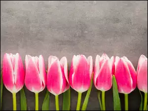 Biało-różowe wiosenne kwiaty tulipanów