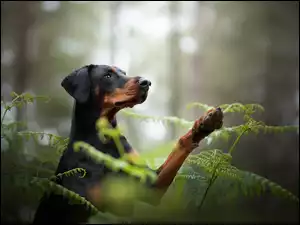 Podpalany pies z paprociami w lesie