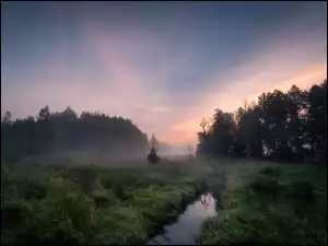 Mglista leśna rzeka