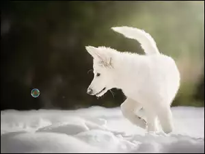 Biały szczeniak w śniegu