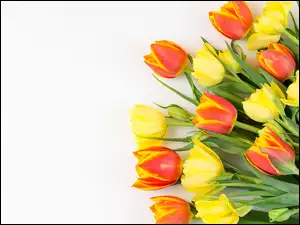 Kolorowe tulipany majowe