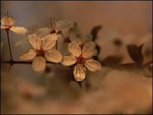 Rozświetlone kwiaty wiśni na gałązce