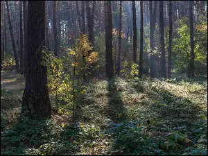 roślinność z drzewami w lesie