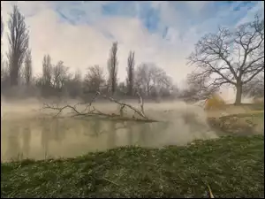 powalone drzewo nad rzeką we mgle
