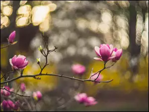 Gałązki magnolii na rozmytym tle