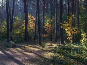 Dróżka prowadząca przez jesienny las
