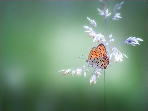 Źdźbło trawy z motylem