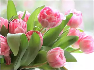 Różowe pełne tulipany