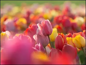 Kolorowe tulipanki