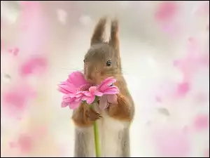 Wiewiórka z różową gerberą w łapkach
