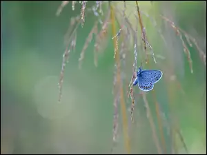 Modraszek ikar w trawie