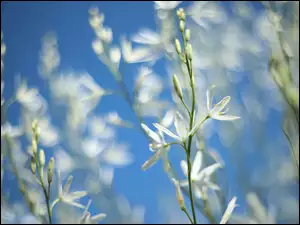 Niebieskie tło, Pajęcznica liliowata, Białe, Kwiaty