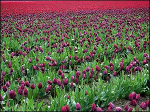 Pole Tulipanów