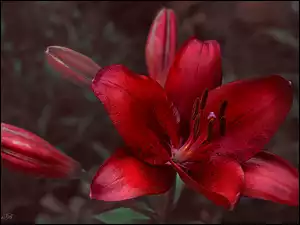 Czerwony liliowiec