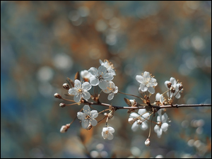 Białe kwiatki wiśni