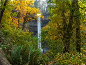 Silver Falls State Park w amerykańskim stanie Oregon