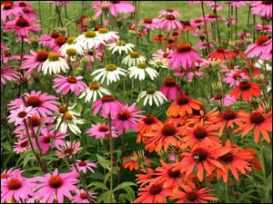 Kolorowe kwiaty rudbekii