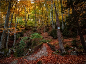 Jesienne liście pod drzewami i na ścieżce w lesie