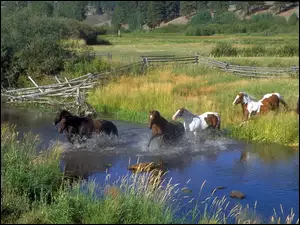 Konie w rzece