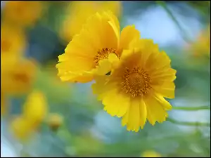 Kwiaty, Żółte, Nachyłki