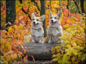 Dwa Welsh Corgi w lesie jesienią