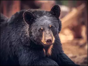Czarny niedźwiedź